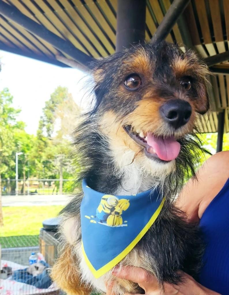 Macarrão, cachorro de porte pequeno para adoção em São Lourenço do Oeste - SC