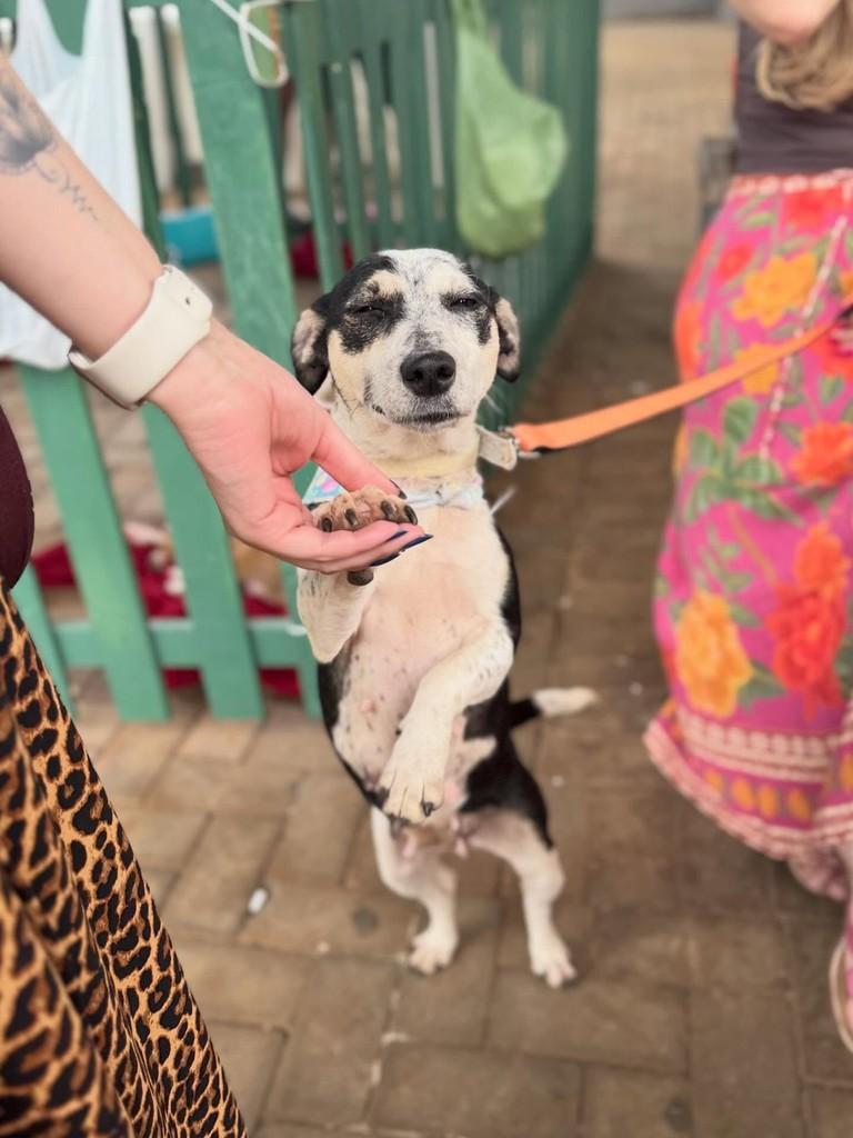 Pandora, cadela de porte pequeno para adoção em São Lourenço do Oeste - SC