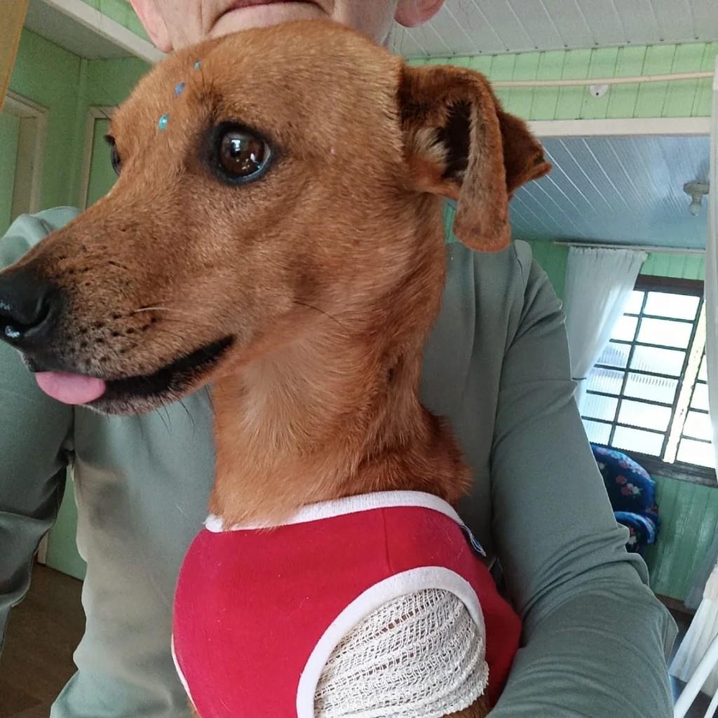 Mocinho, cachorro de porte pequeno para adoção em São Lourenço do Oeste - SC