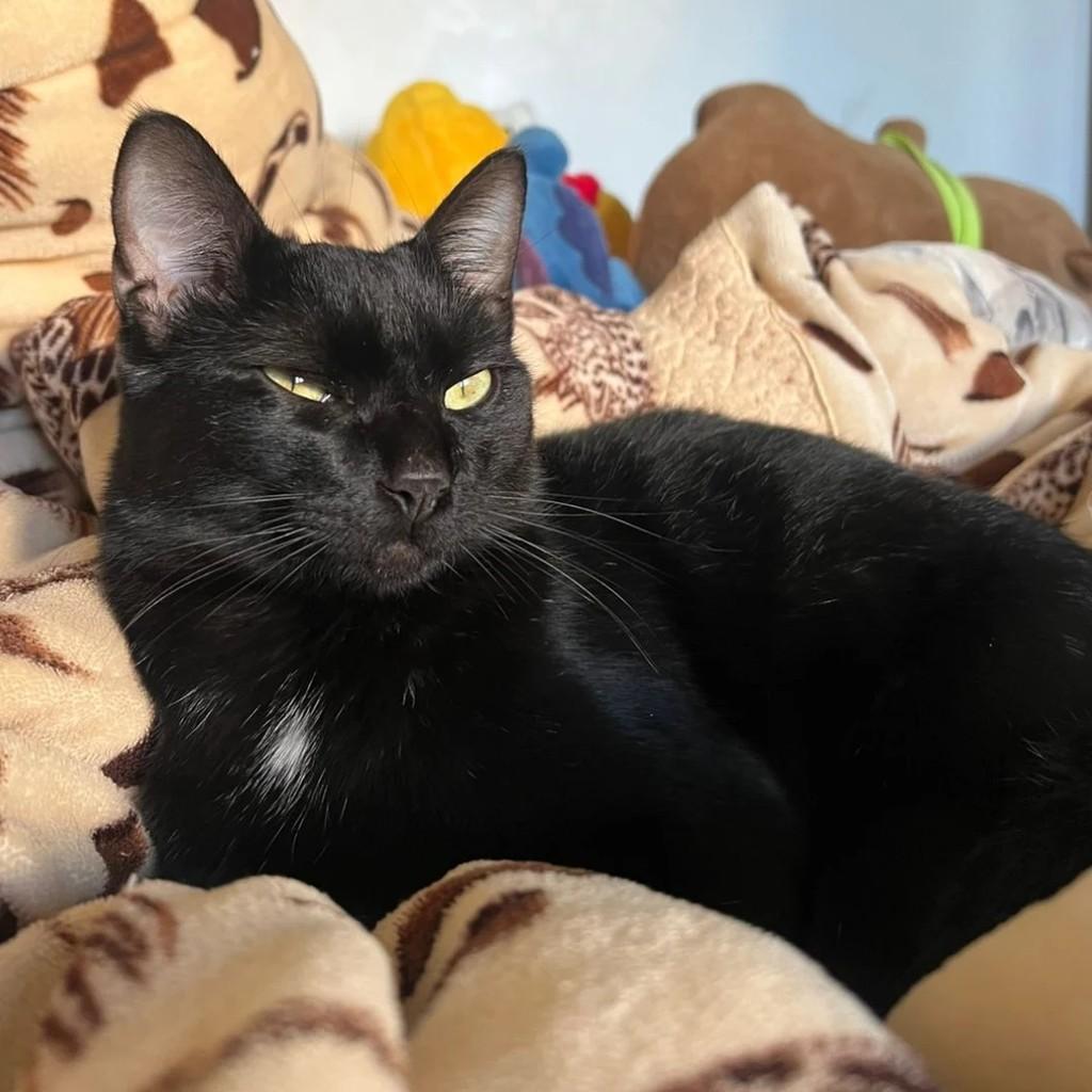 Romeu, gato de porte médio para adoção em São Lourenço do Oeste - SC