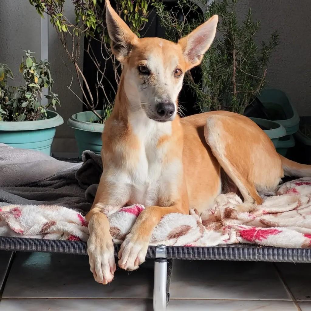 Zara, cachorro de porte médio para adoção em São Lourenço do Oeste - SC