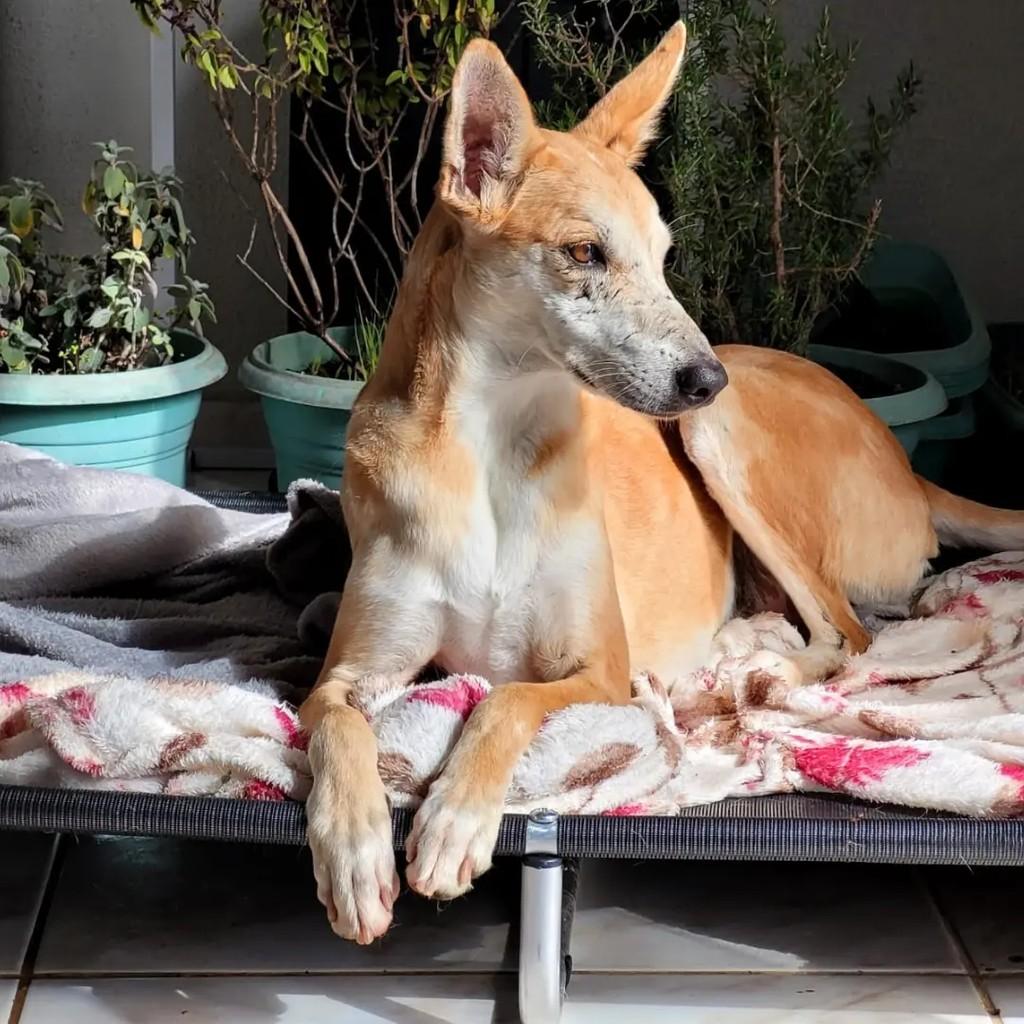 Zara, cachorro de porte médio para adoção em São Lourenço do Oeste - SC — foto 2 de 3