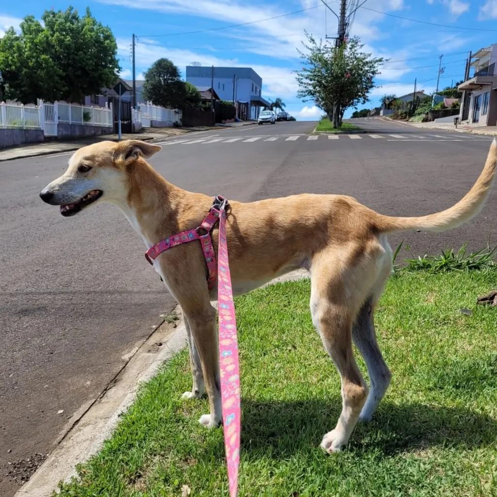 Zara, cachorro de porte médio para adoção em São Lourenço do Oeste - SC — foto 3 de 3