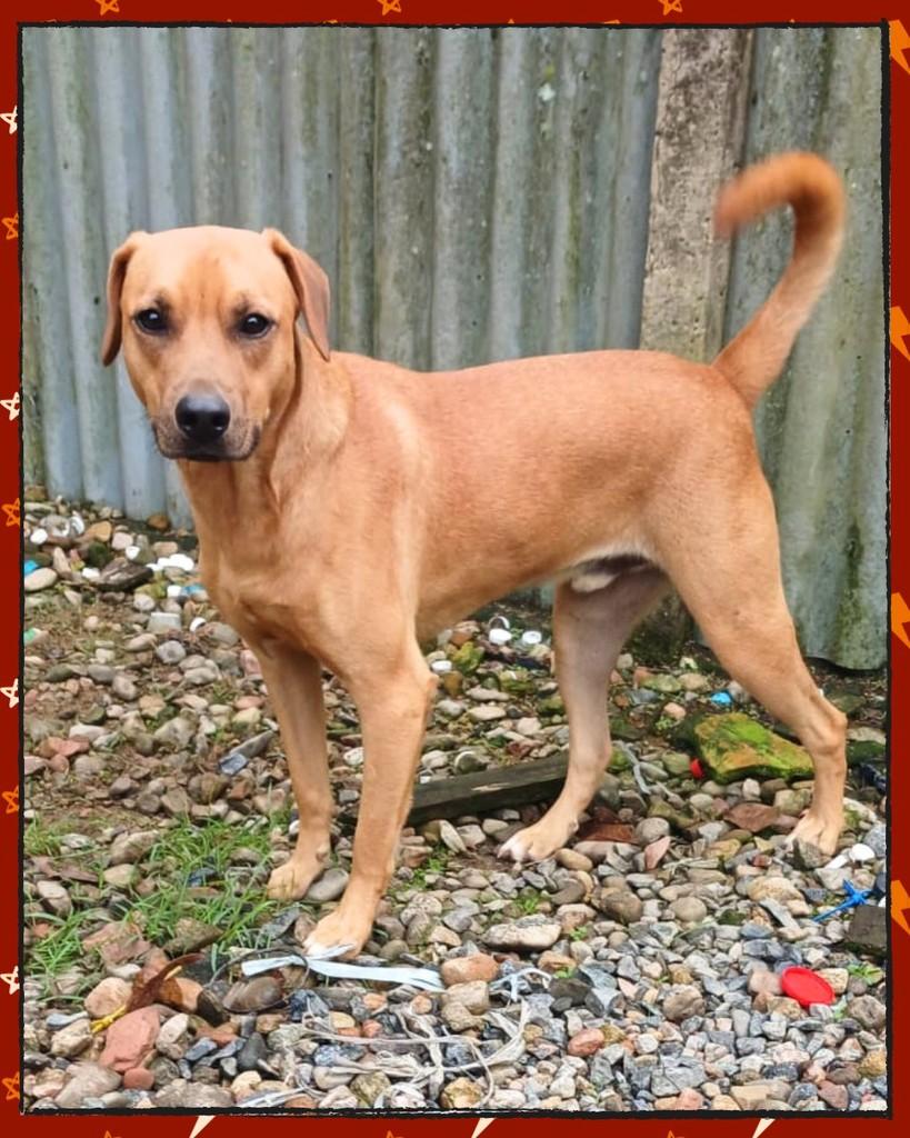 Bil, cachorro de porte médio para adoção em Joinville - SC