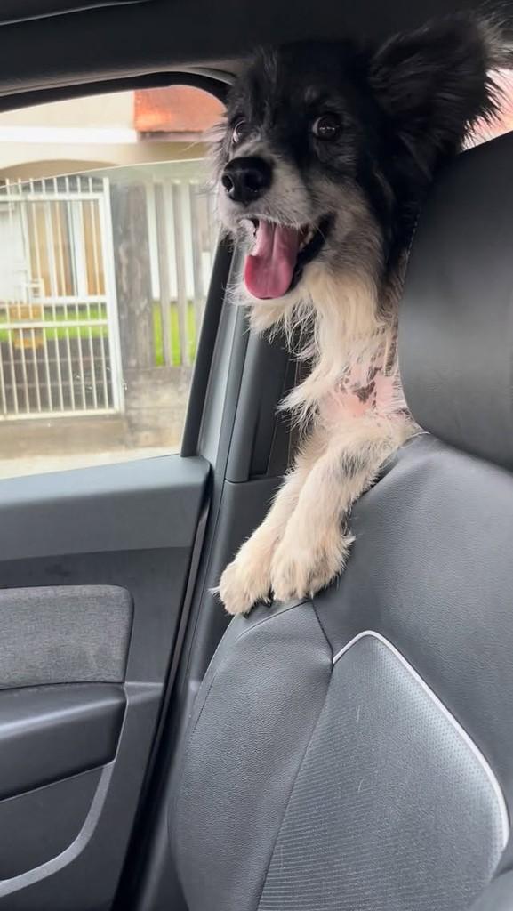 Elza, cadela de porte pequeno para adoção em Joinville - SC
