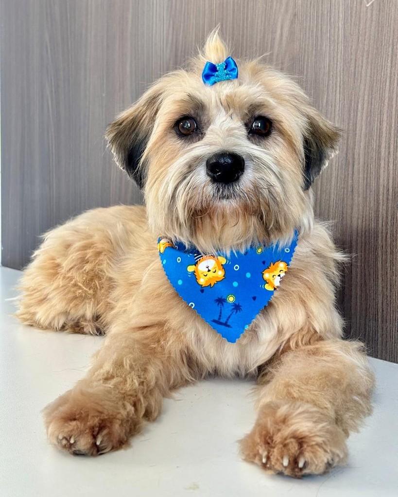 Mogli, cachorro de porte pequeno para adoção em Joinville - SC