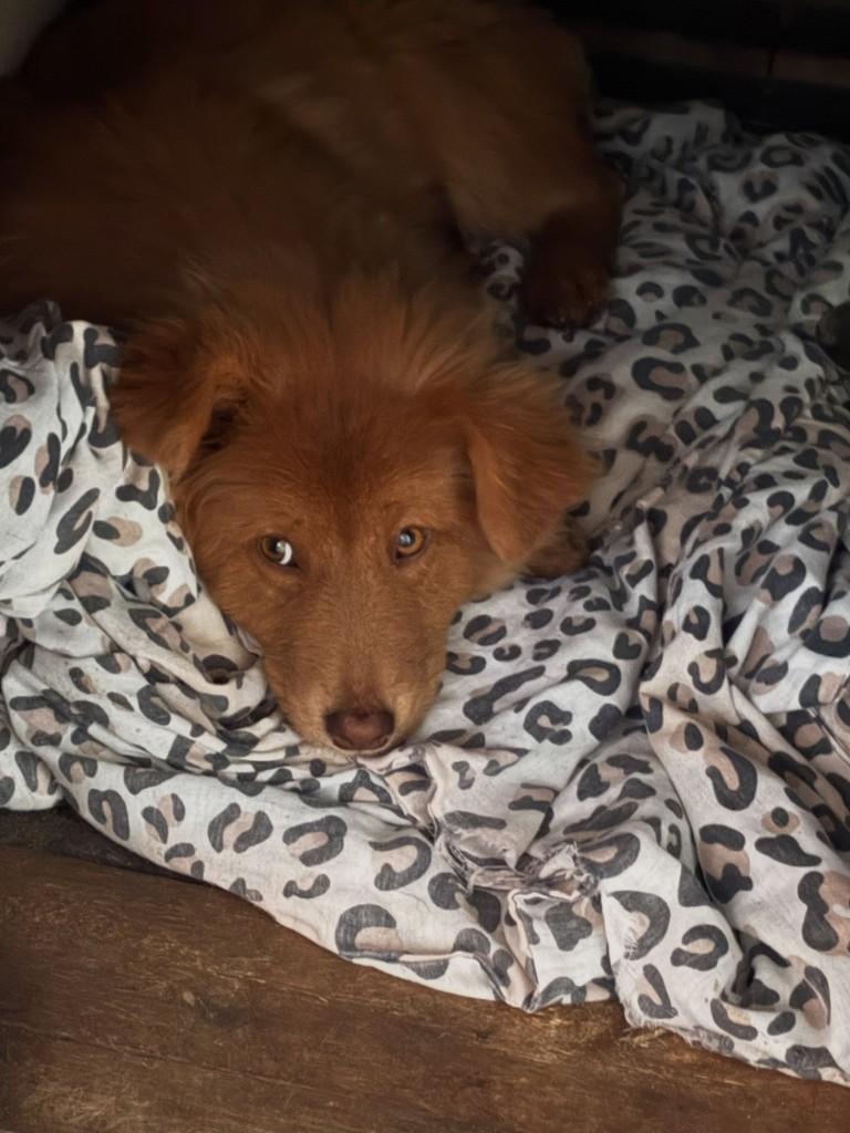 Volpi, cachorro de porte pequeno para adoção em Joinville - SC