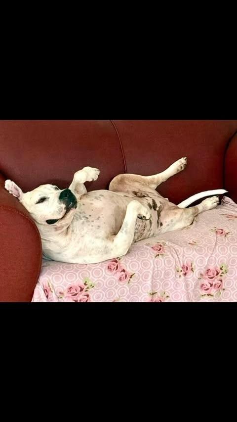 Pit Preguiça, cachorro de porte médio para adoção em São Paulo - SP