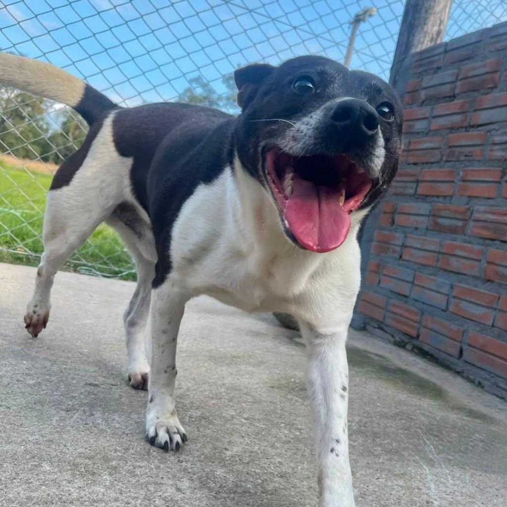 Valentim, cachorro de porte médio para adoção em Ivoti - RS