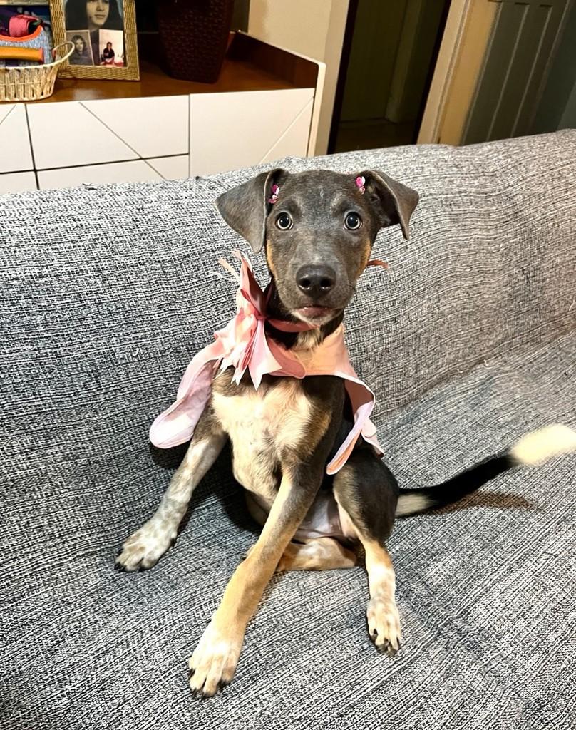 Serena, cadela de porte médio para adoção em Rio de Janeiro - RJ