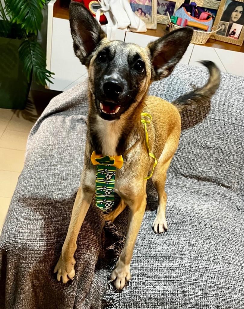 Lucca, cachorro de porte pequeno para adoção em Rio de Janeiro - RJ