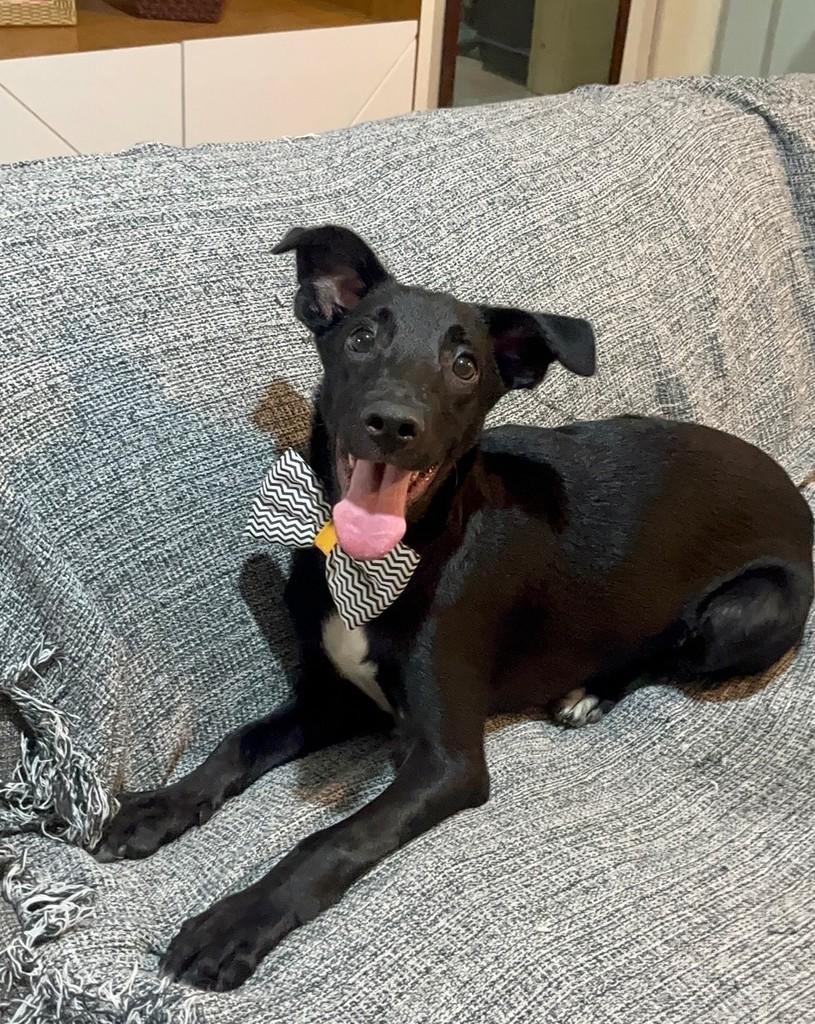 Negresco, cachorro de porte médio para adoção em Rio de Janeiro - RJ