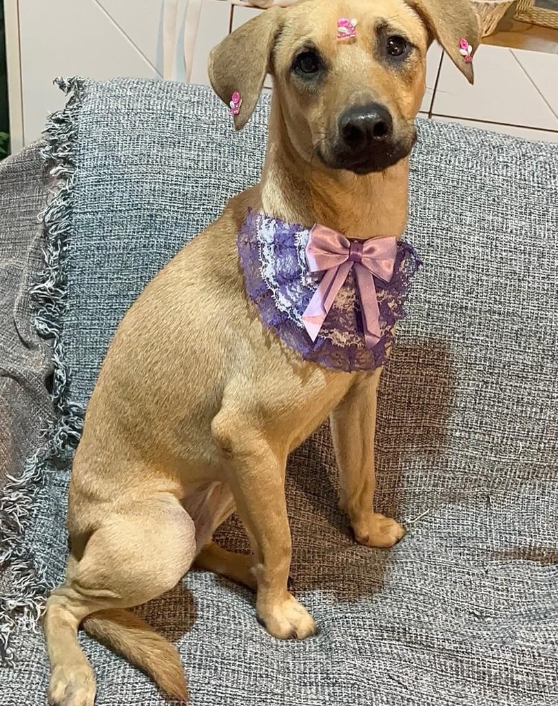 Sophia, cadela de porte médio para adoção em Rio de Janeiro - RJ