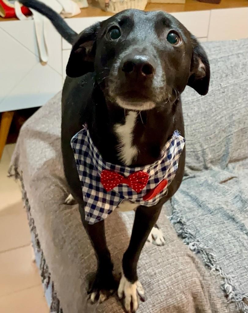 Dudu, cachorro de porte pequeno para adoção em Rio de Janeiro - RJ
