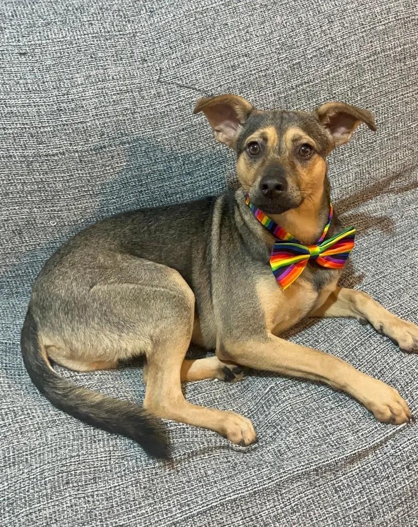 Bento, cachorro de porte médio para adoção em Rio de Janeiro - RJ