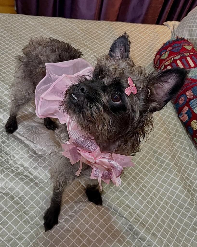 Charlotte, cadela de porte pequeno para adoção em Rio de Janeiro - RJ — foto 3 de 3