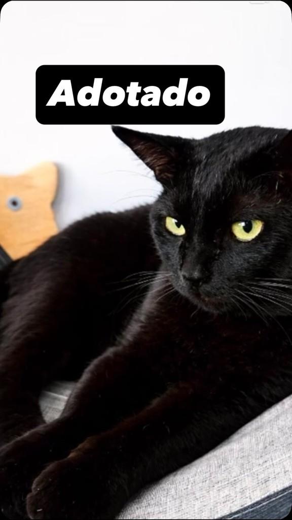 Nori, gato para adoção em Barueri - SP