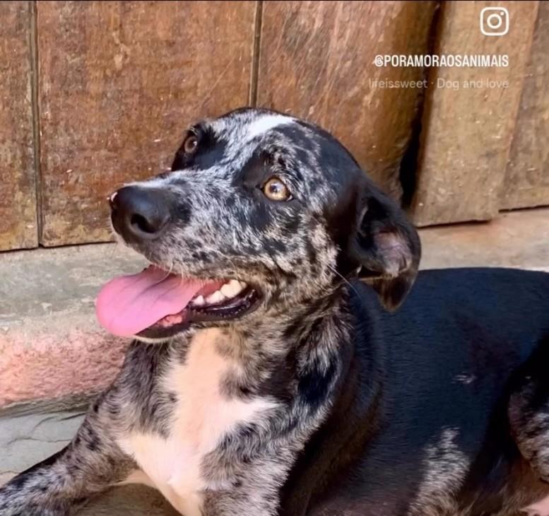 Lupi, cachorro de porte médio para adoção em Barueri - SP