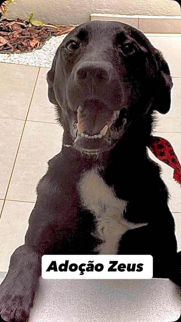 Zeus, cachorro de porte médio para adoção em Barueri - SP