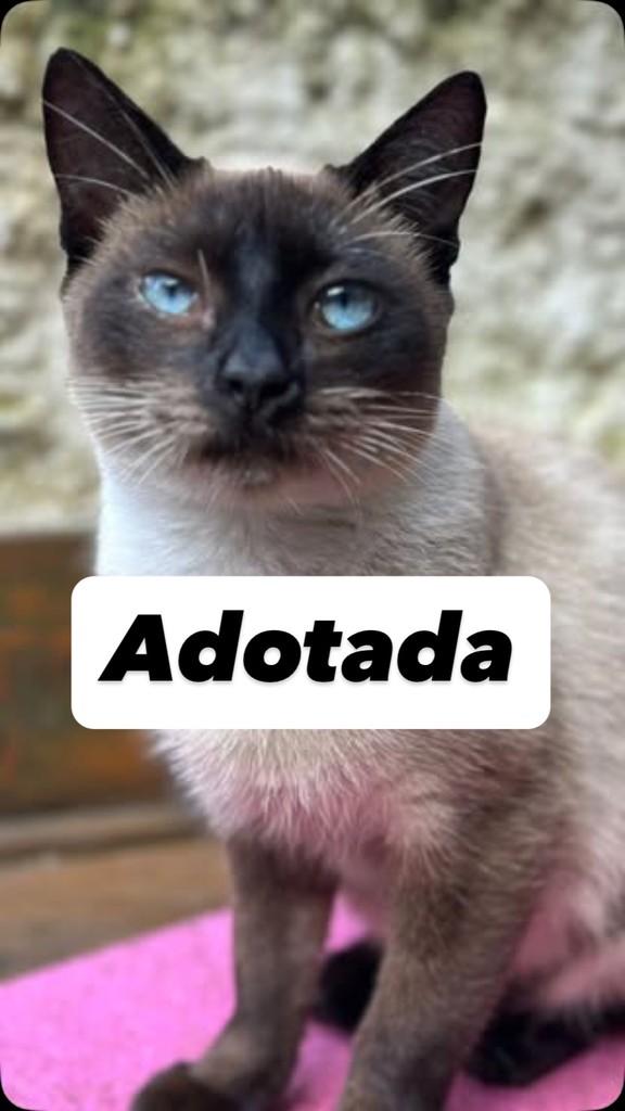Cacau, gata de porte pequeno para adoção em São Paulo - SP