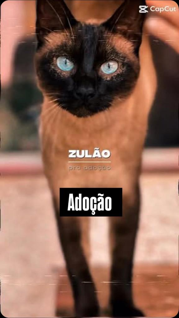 Zulão, gato de porte médio para adoção em Barueri - SP