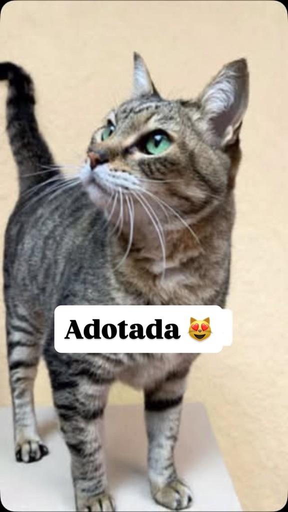 Vitória, gato de porte pequeno para adoção em Vitória - ES