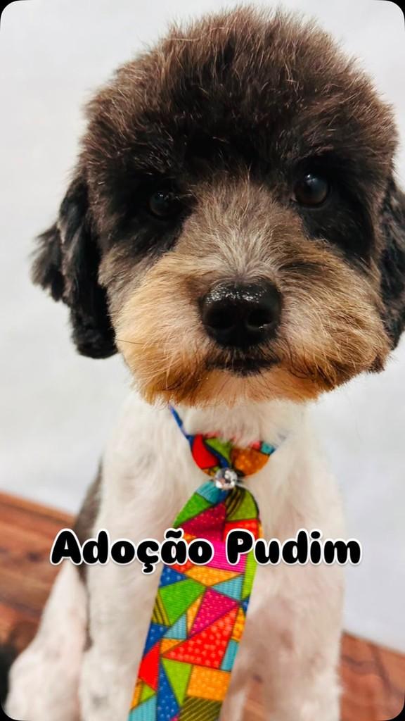Pudim, cachorro de porte médio para adoção em Barueri - SP