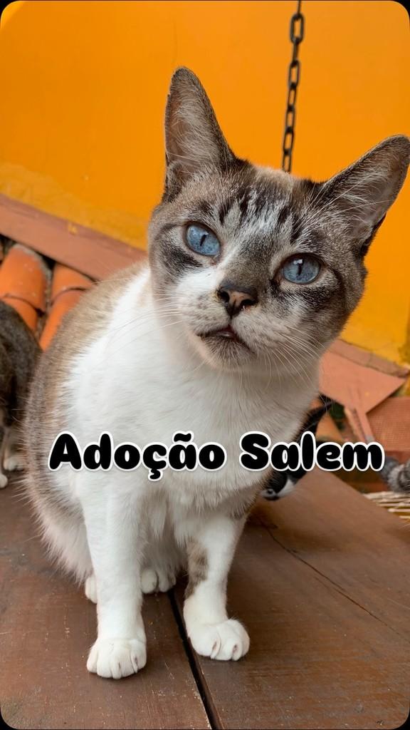 Salem, gato de porte pequeno para adoção em Barueri - SP