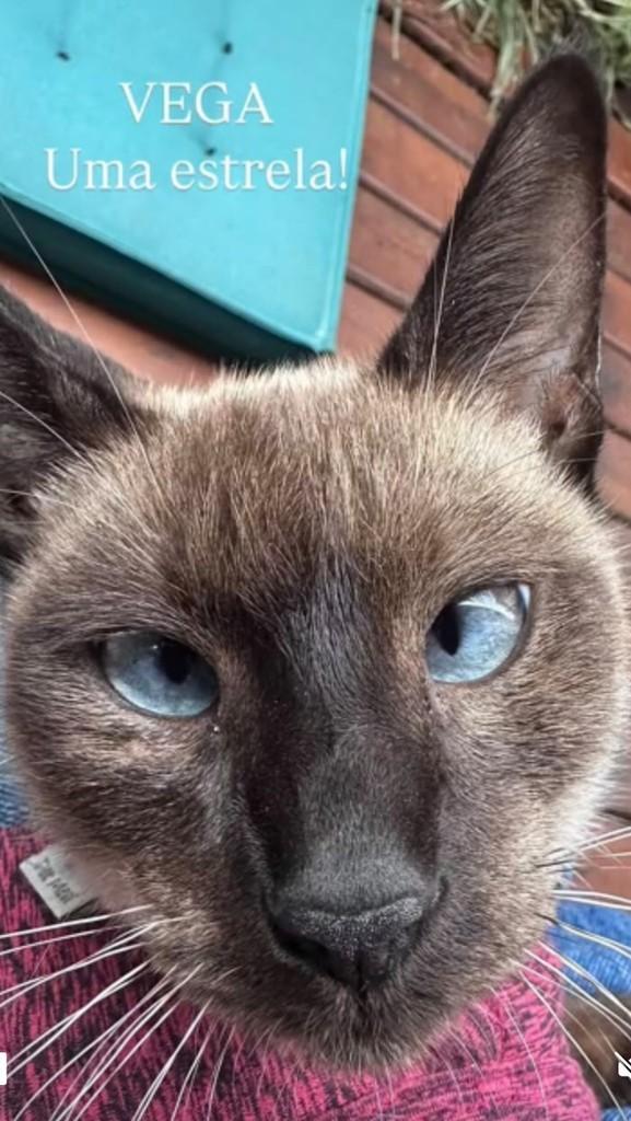 Vega, gato para adoção em Barueri - SP