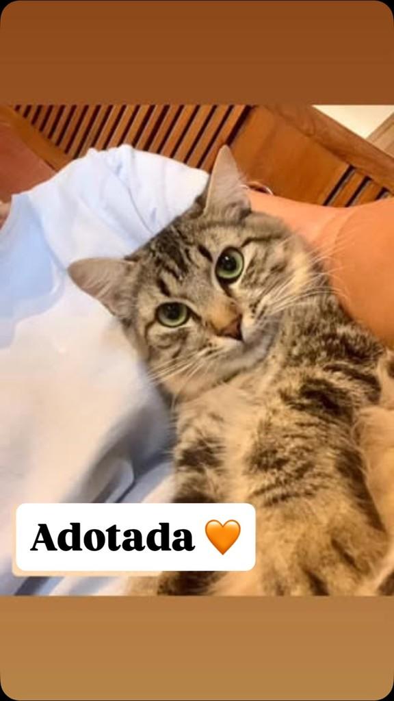 Mimosa, gato de porte pequeno para adoção em Barueri - SP