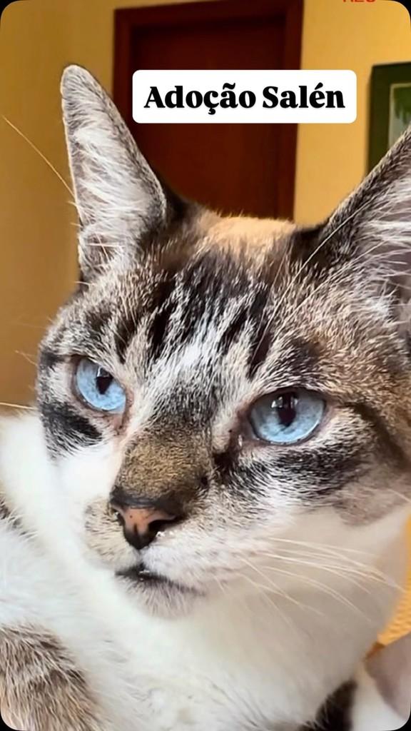 Salén, gato para adoção em Barueri - SP