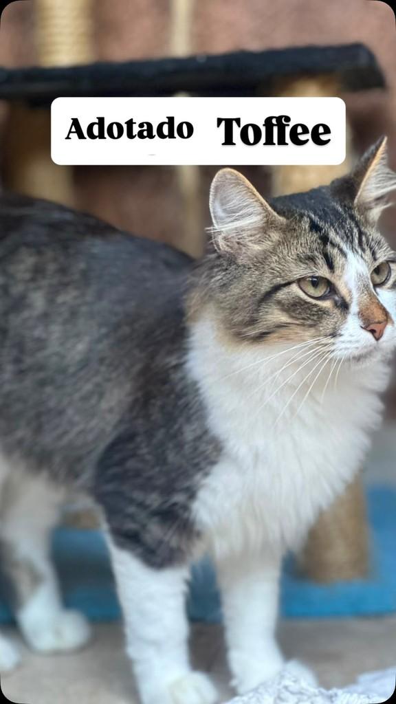 Toffee, gato para adoção em Barueri - SP