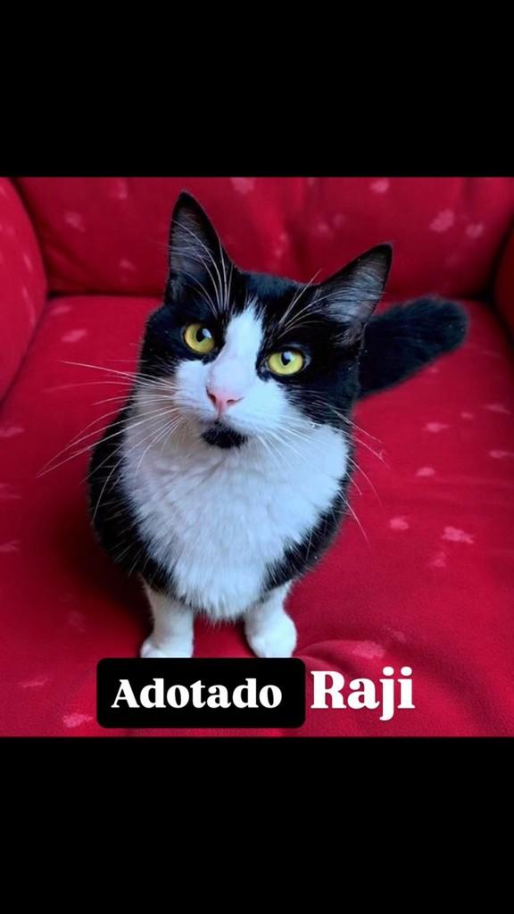 Raji, gato de porte pequeno para adoção em Barueri - SP