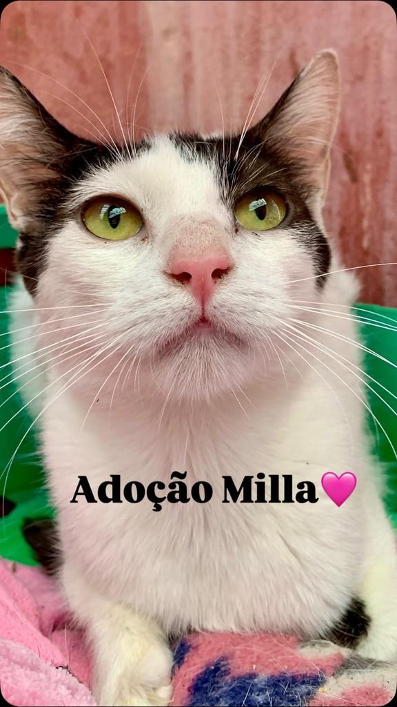 Milla, gata de porte pequeno para adoção em Barueri - SP