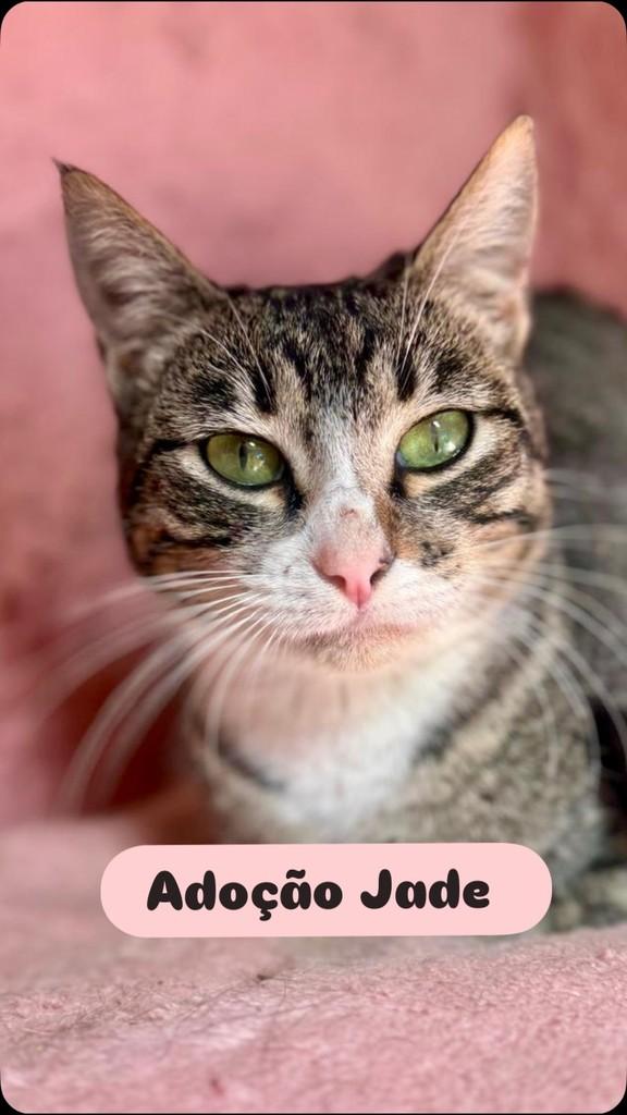 Jade, gata de porte pequeno para adoção em Barueri - SP