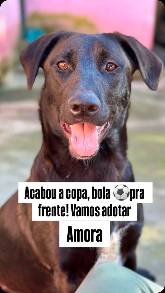 Amora, cadela de porte médio para adoção em Barueri - SP