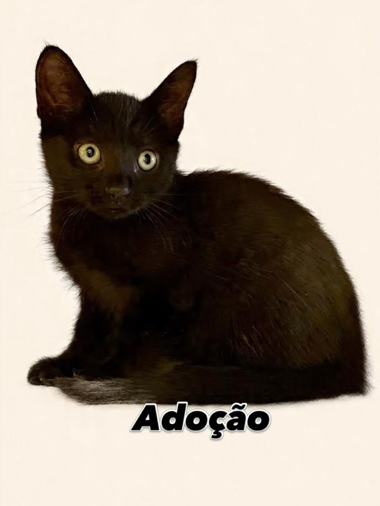 Nero, gato de porte pequeno para adoção em Barueri - SP