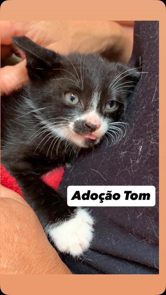 Tom, gato de porte pequeno para adoção em Barueri - SP