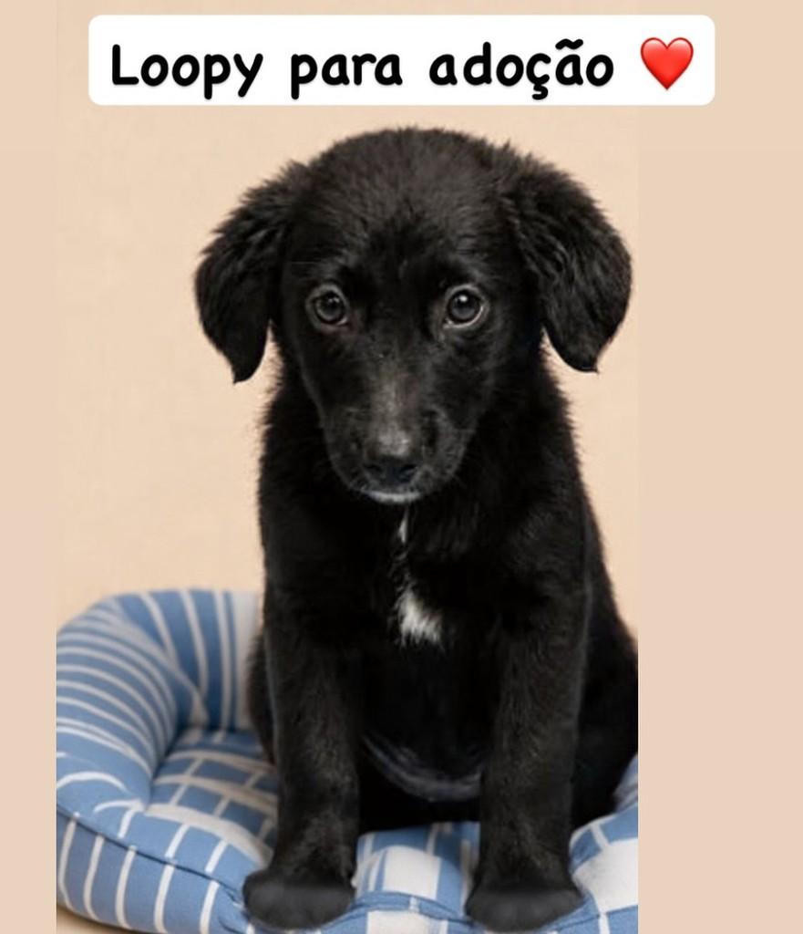 Loopy, cachorro de porte médio para adoção em Barueri - SP