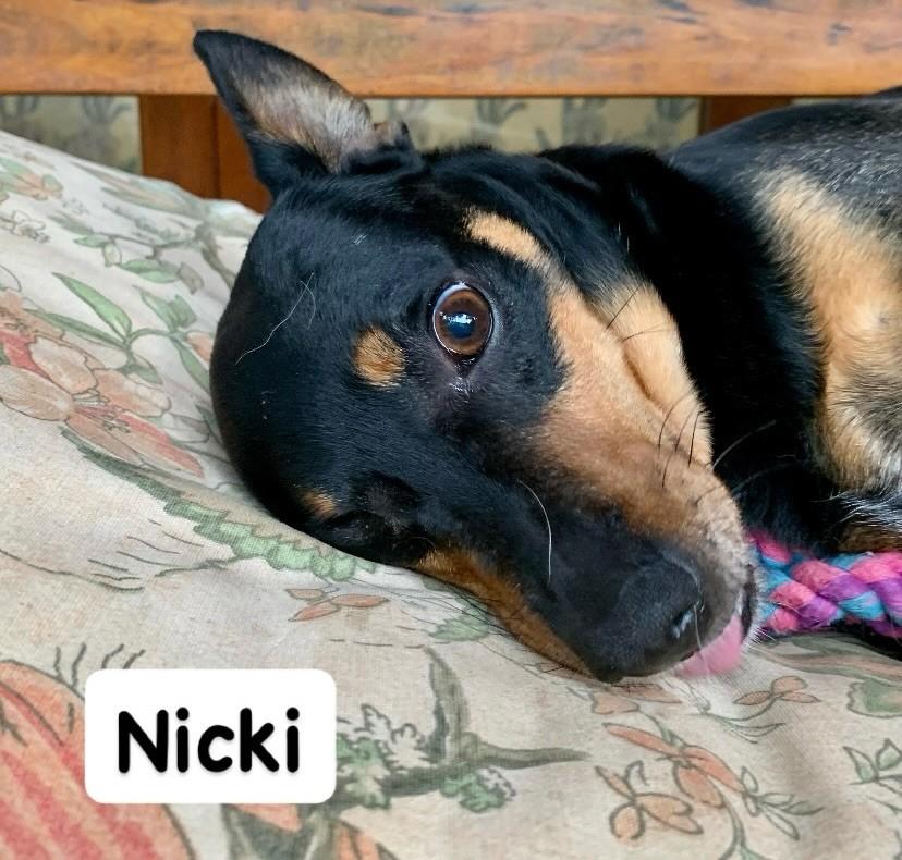 Poramoraosanimais, cachorro de porte pequeno para adoção em Barueri - SP