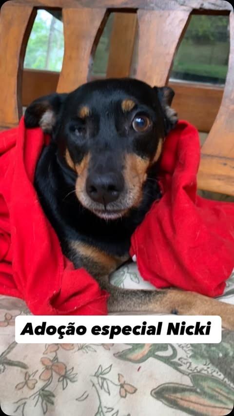 Nicki, cachorro de porte pequeno para adoção em Barueri - SP
