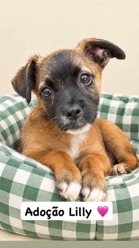 Lilly, cachorro de porte pequeno para adoção em Barueri - SP