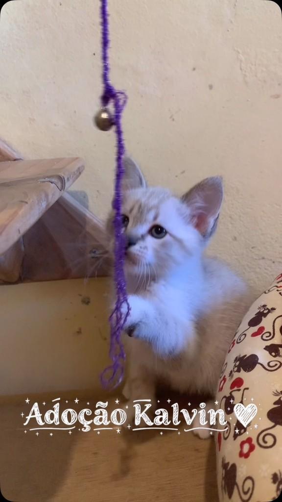 Kalvin, gato de porte pequeno para adoção em Barueri - SP