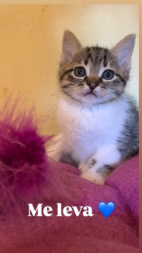 Sunny, gato de porte pequeno para adoção em Barueri - SP