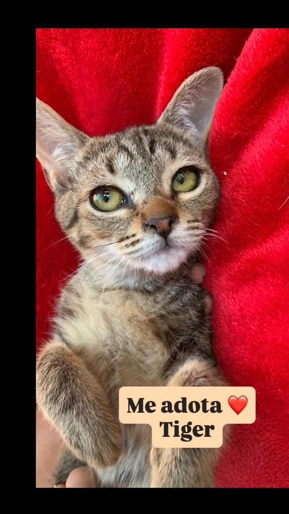Tiger, gato de porte pequeno para adoção em Barueri - SP
