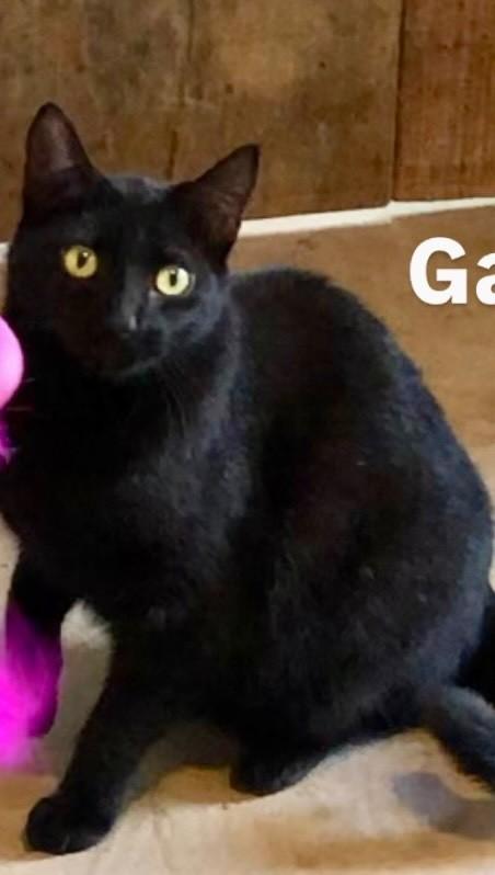 Gabi, gata de porte médio para adoção em Barueri - SP