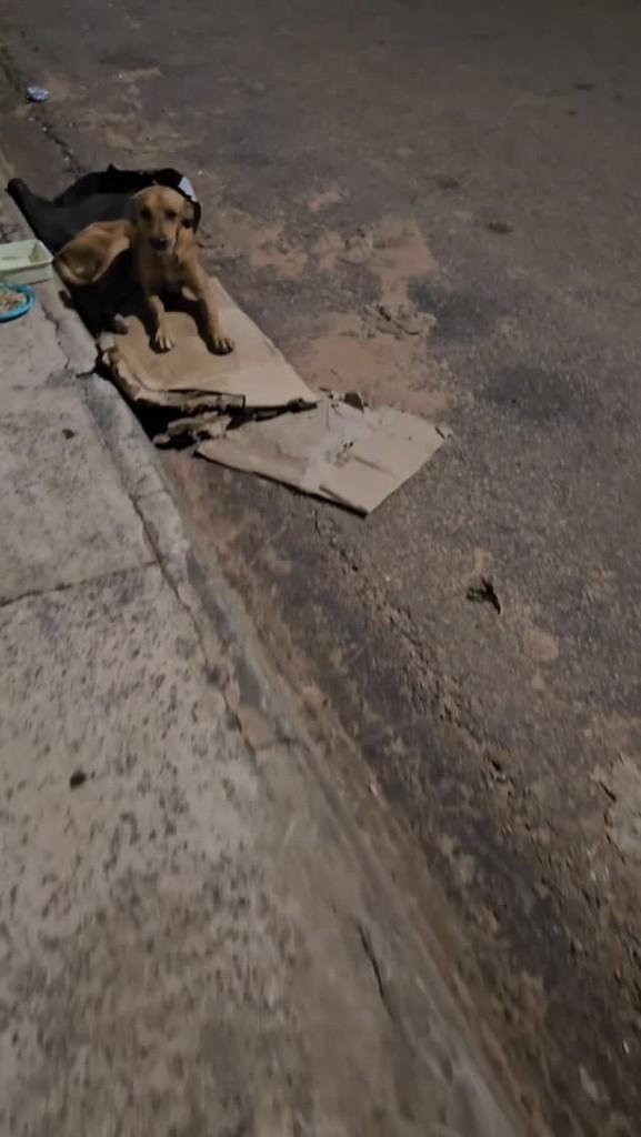 Amigão, cachorro de porte pequeno para adoção em Rondonópolis - MT