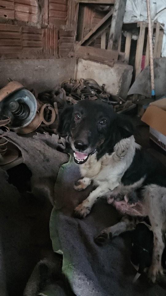 Margarida, cachorro de porte pequeno para adoção em Rondonópolis - MT