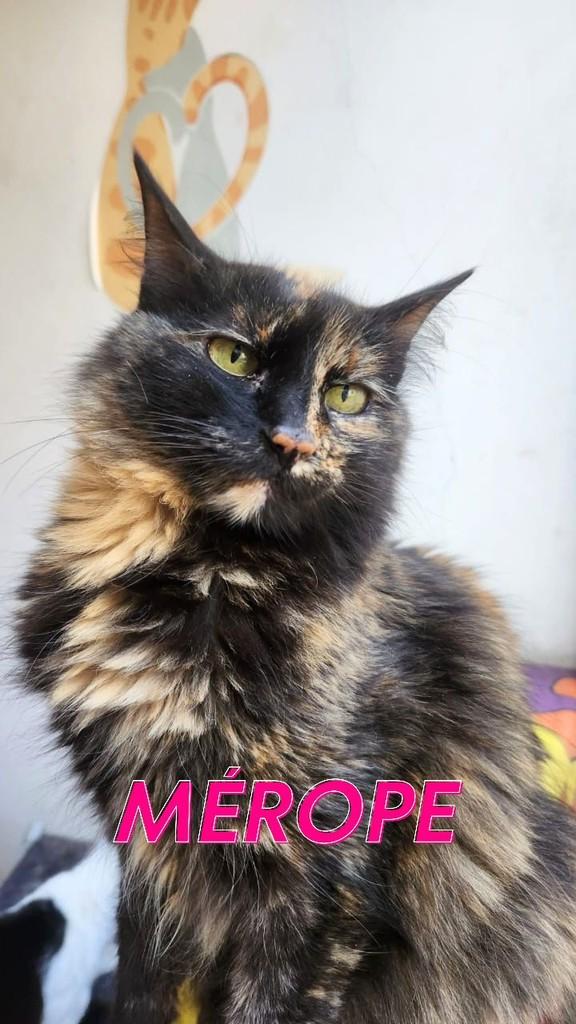 Mérope, gato para adoção em São Paulo - SP