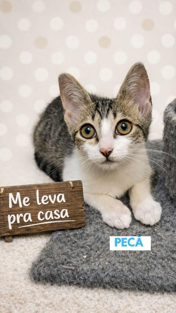 Pecã, gata de porte pequeno para adoção em São Paulo - SP